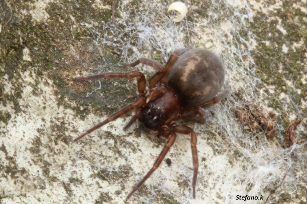 Amaurobius erberi - Padriciano (TS)